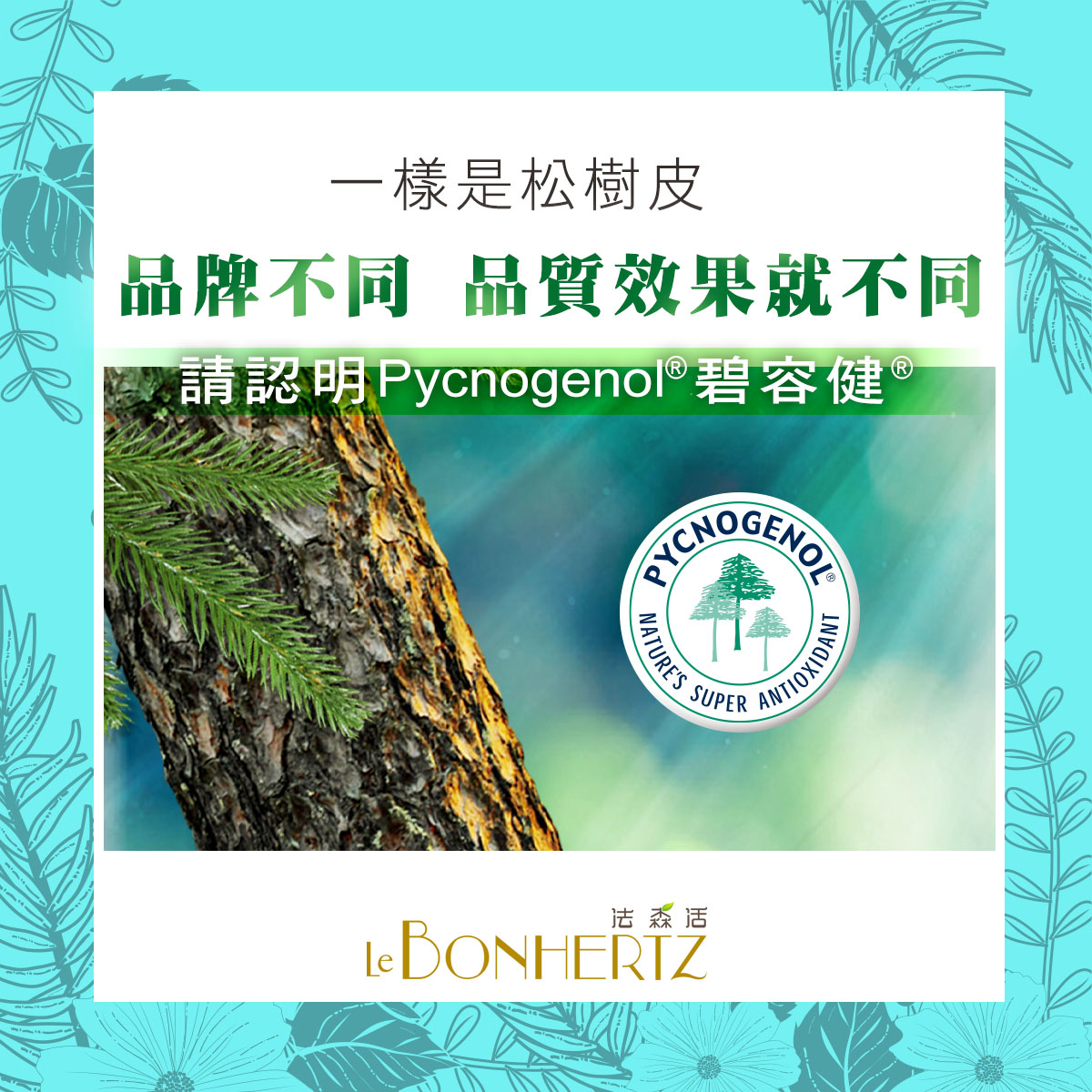 坊間的松樹皮萃取物跟碧容健®差在哪？ - 健康新知 - 最新消息 - 英凡特生物科技