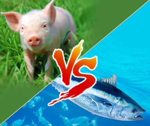 動物性膠原蛋白和魚鱗膠原蛋白之比較
